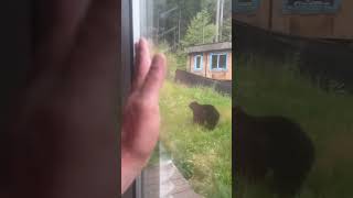 Wild Bear Circles Person’s House