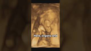 Understanding Fetal Development fetaldevelopment shorts subscribe