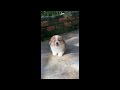 Funny Cat Videos - Cute Dog | Cat And Video #Shorts