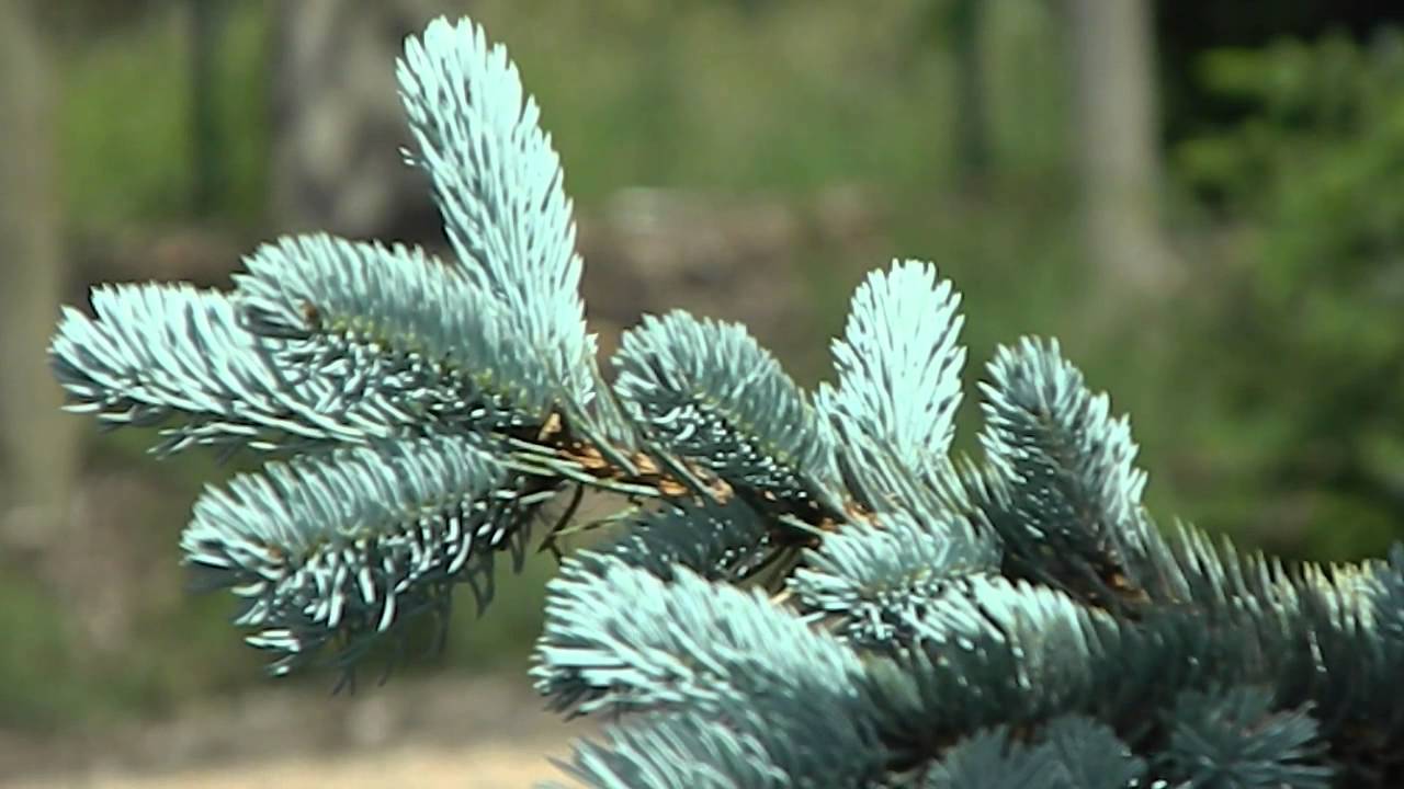 Hoopsi Picea pungens Hoopsii - YouTube