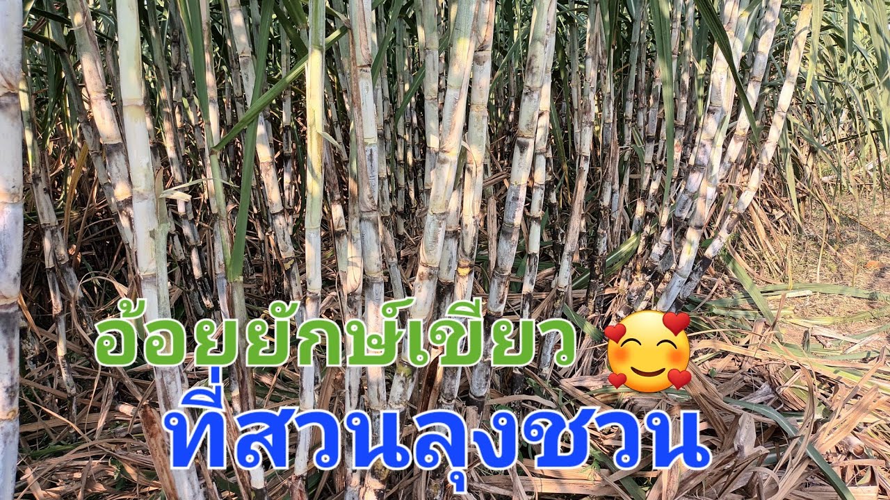 อ้อยยักษ์เขียวที่สวนลุงชวน#ทดลองพันธุ์ 0899486585