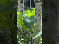 Monsoon:Season of leafy vegetables!#taro #arbi #colocasia #shortsyoutube