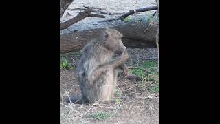 Baboon Call