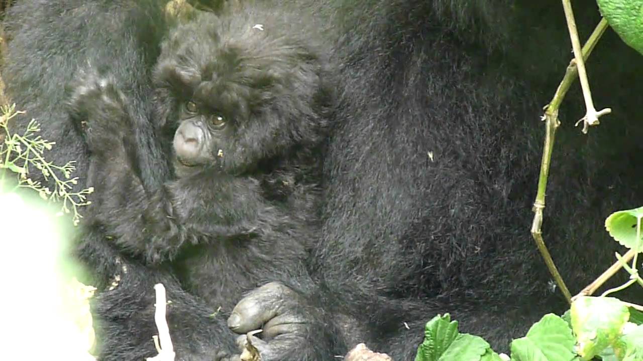 Baby Gorilla! YouTube
