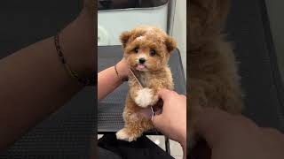The Disguised Teddy Bear Is As Cute As A Doll🧸#Pets #Dog #Cute #Cutedog #Shorts