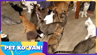 Pet ko 'yan: Cat House sa Cavite, may halos 200 pusa | Frontline Weekend