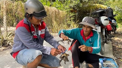 Câu cá rô đồng, đợi con nước lên hai anh em phát hiện được bầy ếch ẩn nấp dưới mé kênh