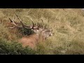 Hirschbrunft Karpaten - Gigant Carpathian stag bellowing