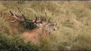 Hirschbrunft Karpaten - Gigant Carpathian stag bellowing