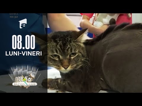 Video: Cum Să Duci O Pisică De Stradă Acasă