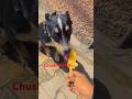Chuski chuski pitbul dog 🐶!! Pitbul dog 🐕!! Viral video !! Short video