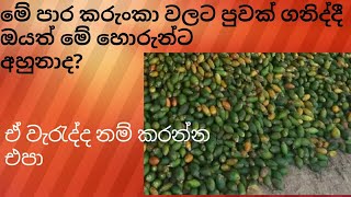 business idiya (ස්වයං රැකියා) කරුංකා වලට පුවක්  ගනිද්දී  මේ ගැන හිතන්න