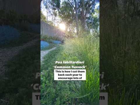 Video: Ornamental Switchgrass: Tipps zum Pflanzen von Switchgrass in Ihrem Garten