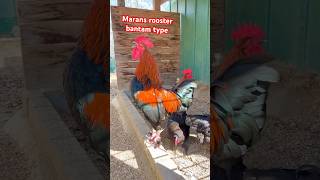 Wunderschöner Zwerg-Marans Hahn in Schwarz-Kupfer kräht #maranschicken #hühner #rooster #bauernhof