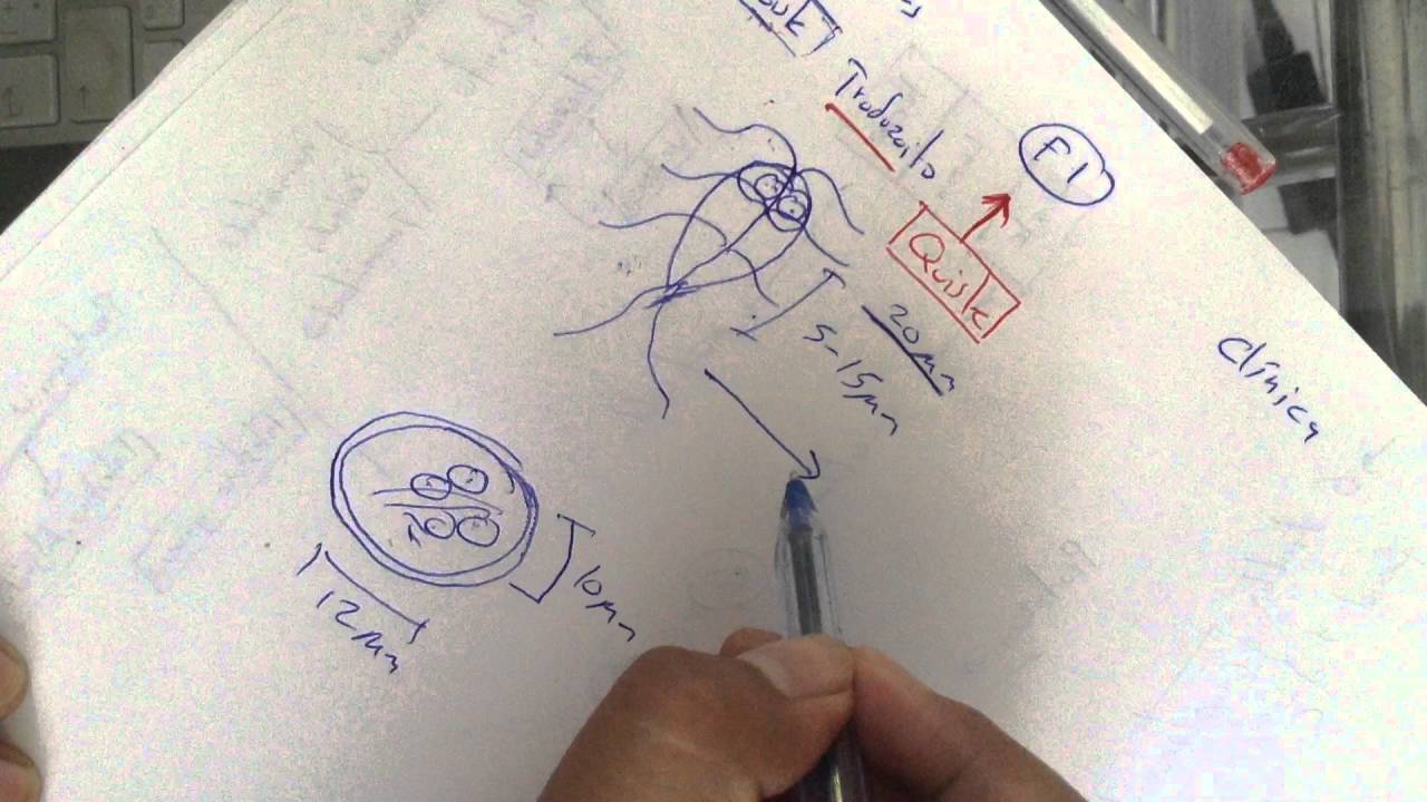 Repaso de parasitología 1
