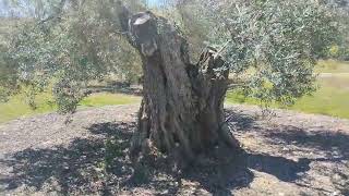 Estos olivos merece la pena investigar más su resistencia a la sequía y plagas 2024