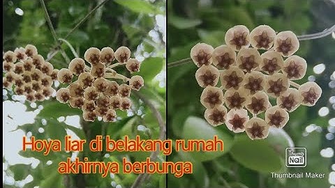 Hoya liar akhirnya berbunga,,musim Hoya berbunga ,3 macam Hoya tumbuh liar di halaman rumah