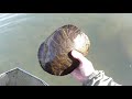 【外来種】アカミミガメを圧力鍋で炊いてみた