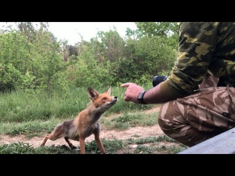 Лиса провожает нас со съемок.