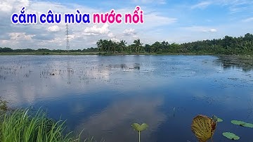 CẮM CÂU CÁ LÓC mùa nước nổi bằng mồi dế