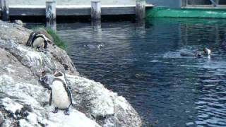 DSCF1943.AVI