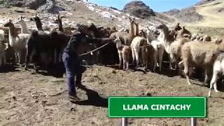 Tradición ganadera de Orccobamba - Huancavelica