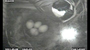 Hidden cameras capture the science of birds nesting | Sci NC