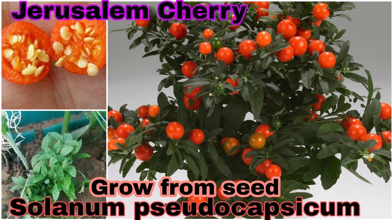 How To Grow Jerusalem Cherry Plant From Seed With Full Update Solanum Pseudocapsicum Youtube