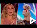 The BEST Animal Acts on Britain&#39;s Got Talent!