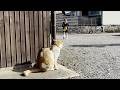 学校から帰ってきた小学生の娘をお出迎えする庭子猫が可愛すぎた！[三毛母猫の子猫]