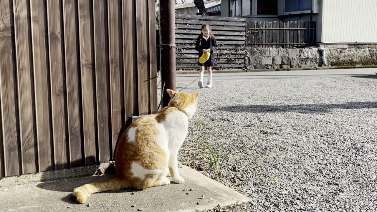 学校から帰ってきた小学生の娘をお出迎えする庭子猫が可愛すぎた！[三毛母猫の子猫]