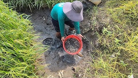 Giải cứu cá rô đồng mắc cạn (T93) 