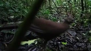 Kuwaw kerdil sumatra..burung exotic yg terancam punah..salam lestari..