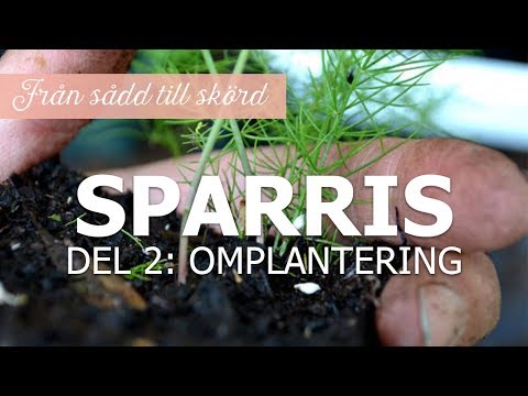 Video: Odla sparris i en plantering: Ta hand om behållareodlad sparris