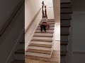 Flexibility Easy Stretch Yoga Flow #gostretchyourself #shorts
