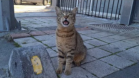 Watch the video about Shy tabby cat stands far away and meows asking for food