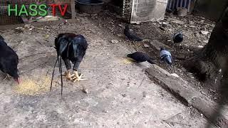 Kicau burung merpati yang merdu