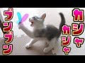 【カシャカシャぶんぶん】そのオモチャは子猫をメロメロにしてしまった…【はがね先生】