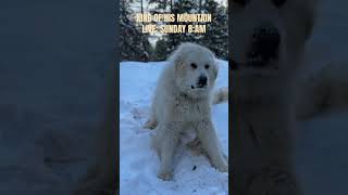 #kingofhismountain #doglover #snow #mountaindog #mountains #dogadventure #wildernessliving