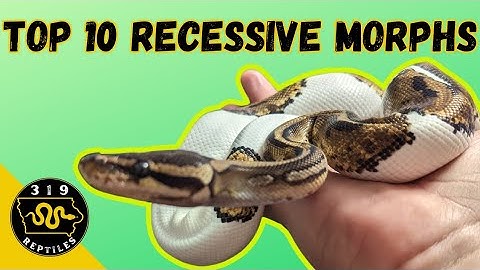 Top 10 Most Visually STUNNING Recessive Ball Python Morphs