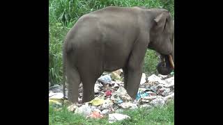 Wildlife officials treating the baby tusker elephant | キバゾウの赤ちゃんを治療する野生動物担当者 | 牙を持つゾウの赤ちゃん #shorts