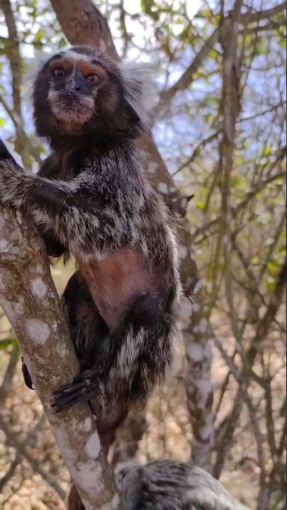 Macaco sagui brincando nos galhos das árvores