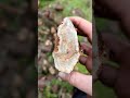Rockhound quest in oregon  crystals rockhound agategeode rockhounds mineral oregon