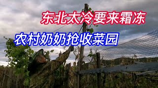 霜冻2