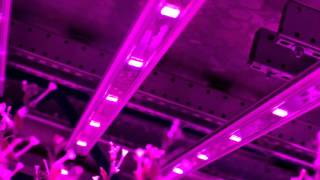 Illumitex Horticulture LEDs in World's largest Indoor Vertical Farm!