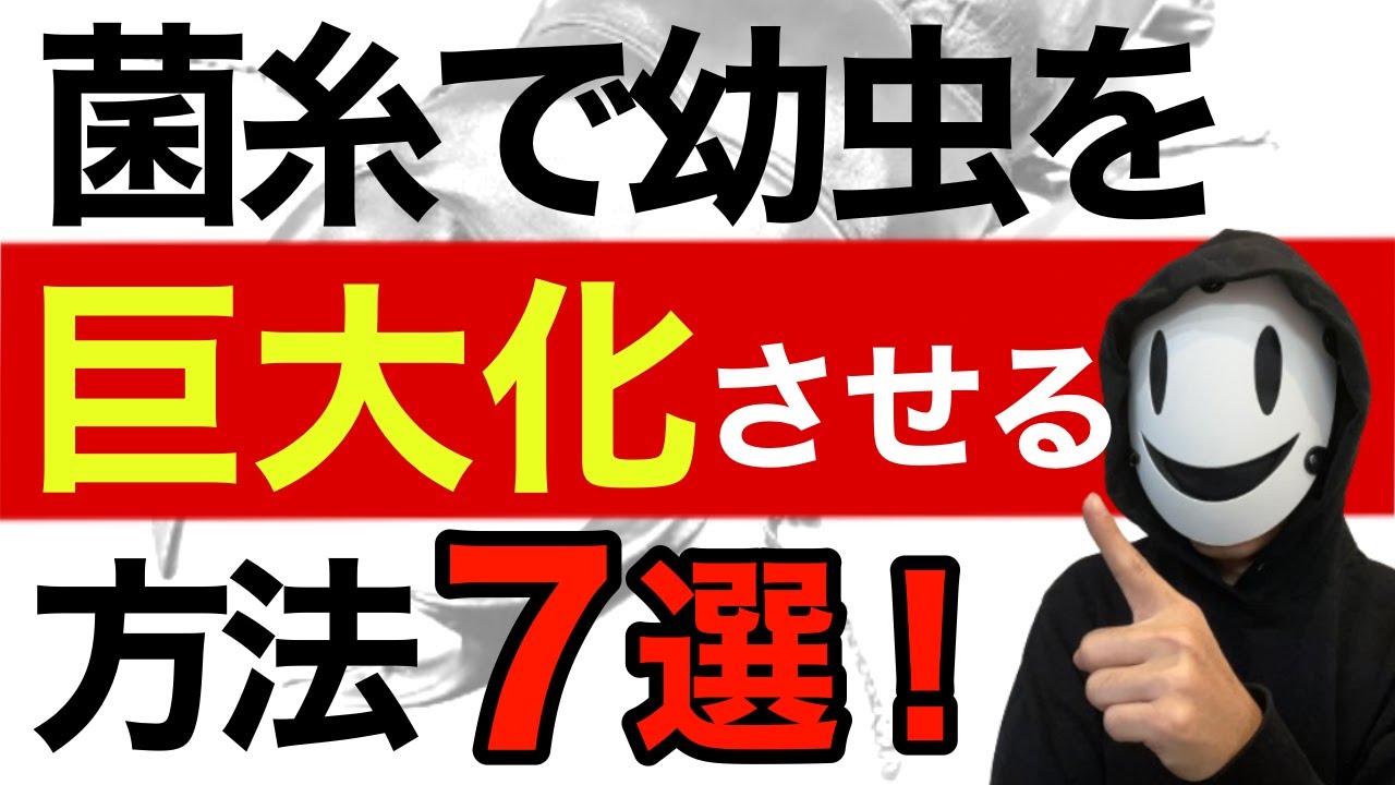 【菌糸のバイブル】2024年 88ミリを羽化させるための菌糸テクニック！