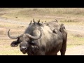 Symbiosis; Buffalo & Oxpeckers