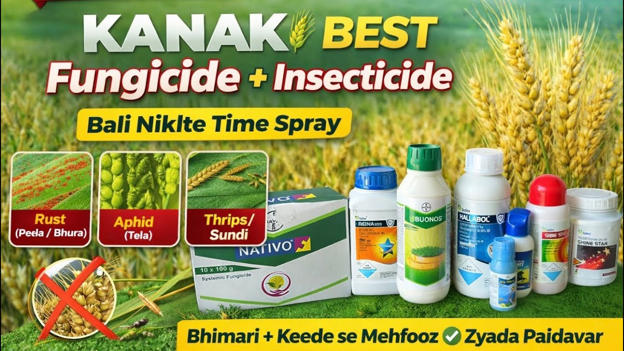 Kanak 🌾 Bali Nikalte Time Best Fungicide + Insecticide | Full Jankari