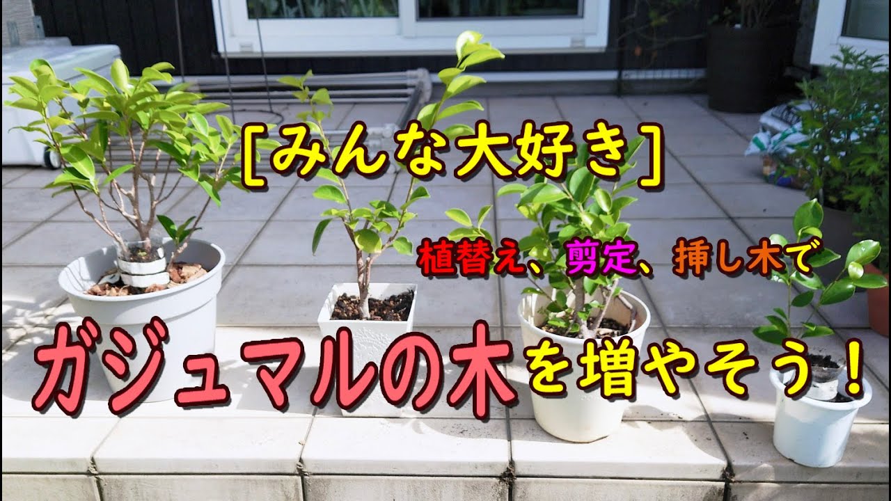 [みんな大好き] ガジュマルの木を増やそう！