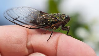 New Zealand Chorus Cicada | Amphipsalta zelandica | The Sound Of Summer | Cicada Song